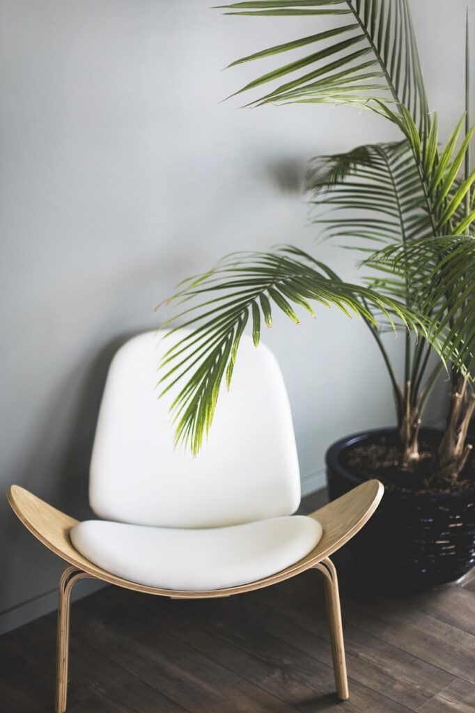 chair, plant, nature, furniture, interior, chair, chair, chair, chair, chair